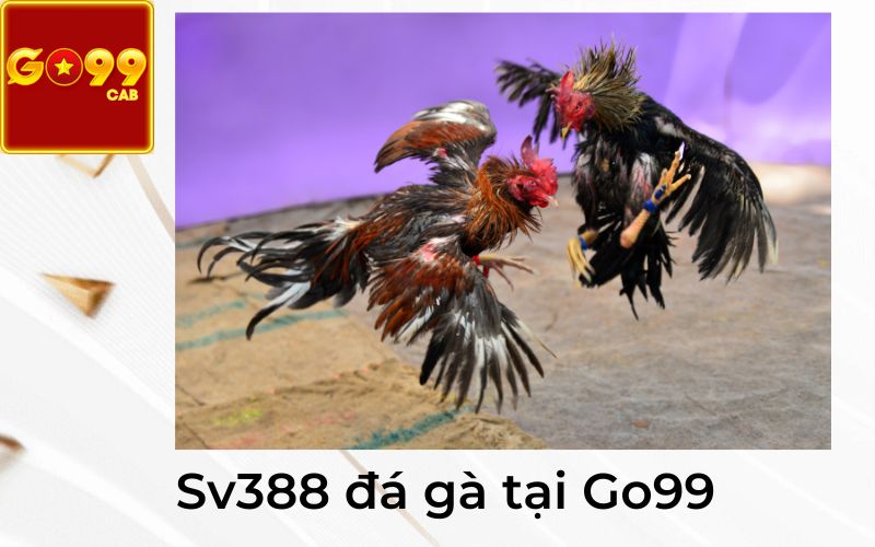 Sv388 đá gà tại Go99
